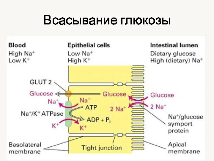 Всасывание глюкозы