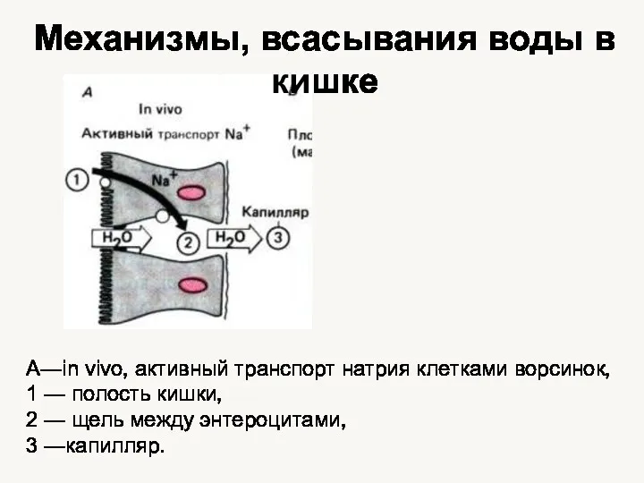 A—in vivo, активный транспорт натрия клетками ворсинок, 1 — полость