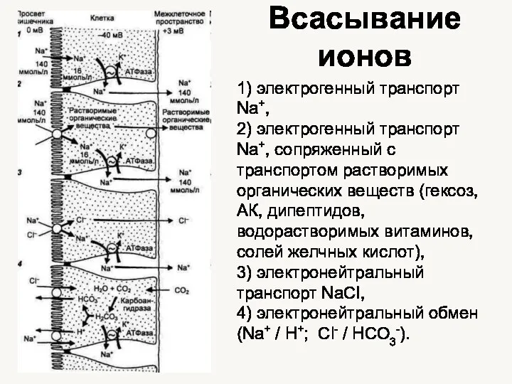 Всасывание ионов 1) электрогенный транспорт Na+, 2) электрогенный транспорт Na+,