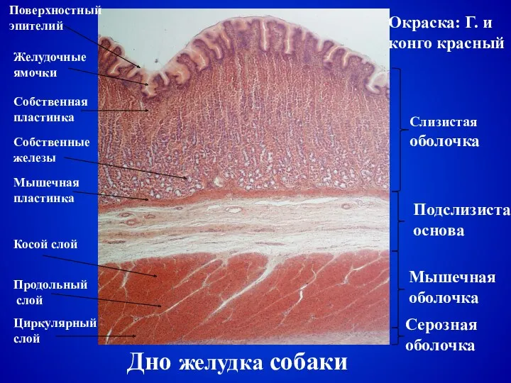 Дно желудка собаки Слизистая оболочка Подслизистая основа Мышечная оболочка Серозная