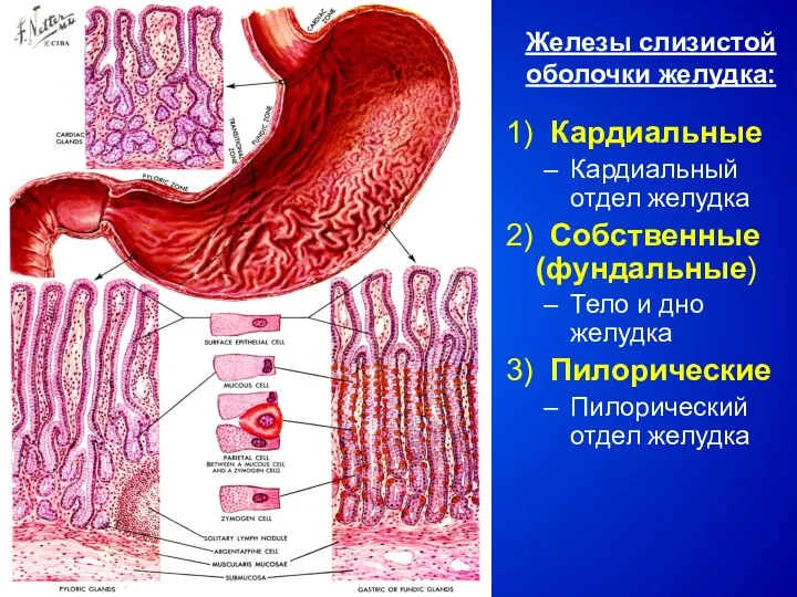 Железы слизистой оболочки желудка: 1) Кардиальные Кардиальный отдел желудка 2)