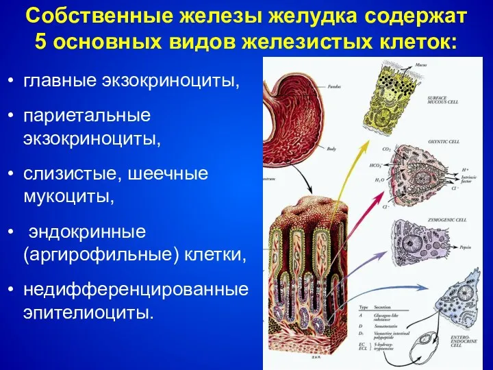 Собственные железы желудка содержат 5 основных видов железистых клеток: главные