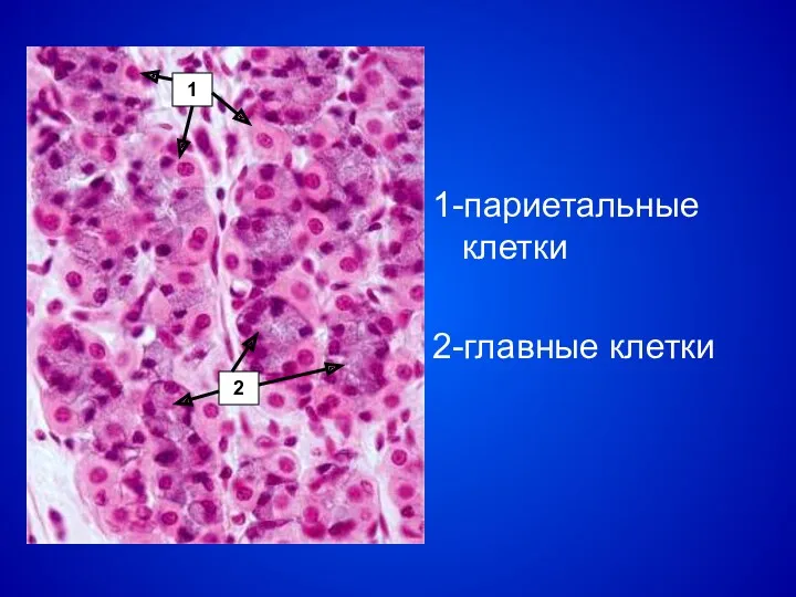 1-париетальные клетки 2-главные клетки 1 2