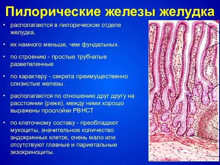 Пилорические железы желудка располагаются в пилорическом отделе желудка, их намного