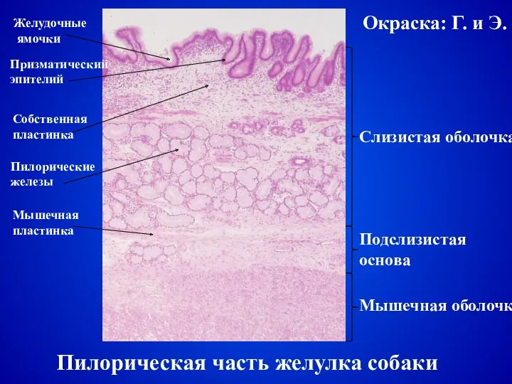 Пилорическая часть желулка собаки Слизистая оболочка Подслизистая основа Мышечная оболочка