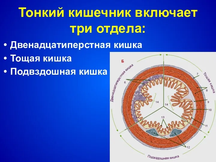 Тонкий кишечник включает три отдела: Двенадцатиперстная кишка Тощая кишка Подвздошная кишка