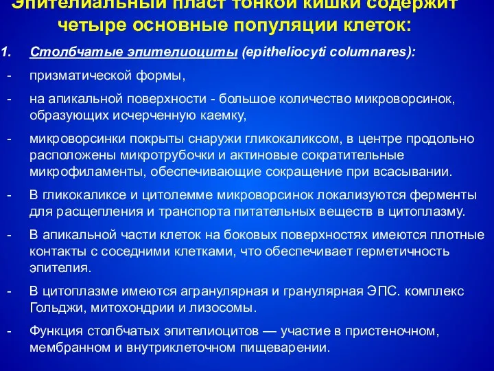 Эпителиальный пласт тонкой кишки содержит четыре основные популяции клеток: Столбчатые