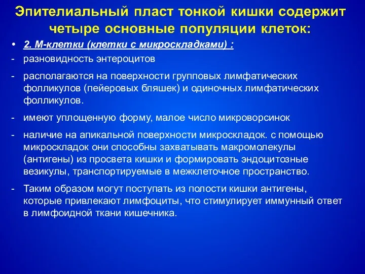 2. М-клетки (клетки с микроскладками) : разновидность энтероцитов располагаются на