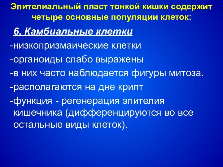 6. Камбиальные клетки низкопризмаические клетки органоиды слабо выражены в них