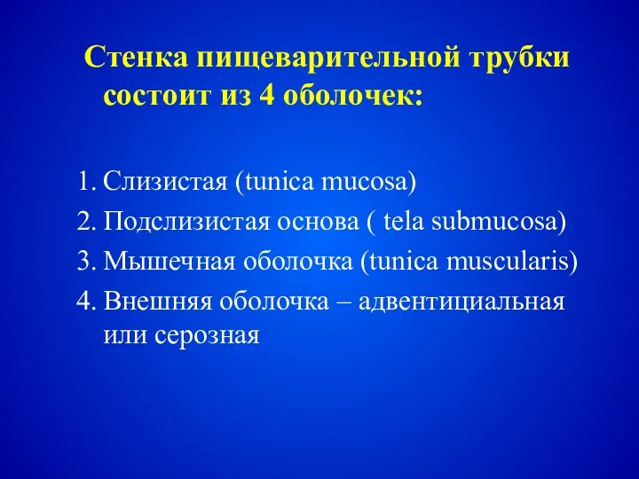 Стенка пищеварительной трубки состоит из 4 оболочек: Слизистая (tunica mucosa)