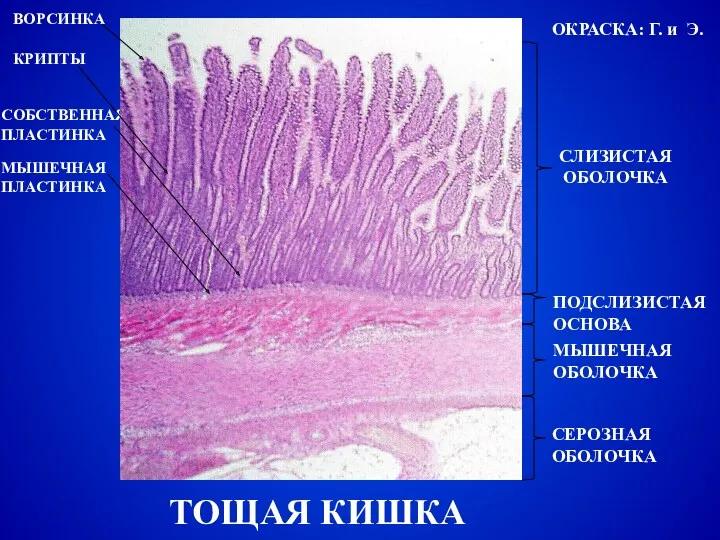 ТОЩАЯ КИШКА СЛИЗИСТАЯ ОБОЛОЧКА ПОДСЛИЗИСТАЯ ОСНОВА МЫШЕЧНАЯ ОБОЛОЧКА СЕРОЗНАЯ ОБОЛОЧКА