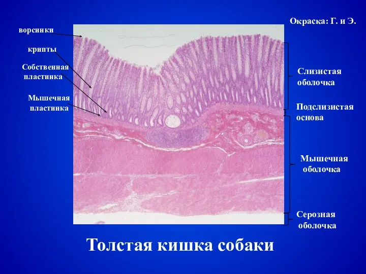 Толстая кишка собаки Слизистая оболочка Подслизистая основа Мышечная оболочка Серозная