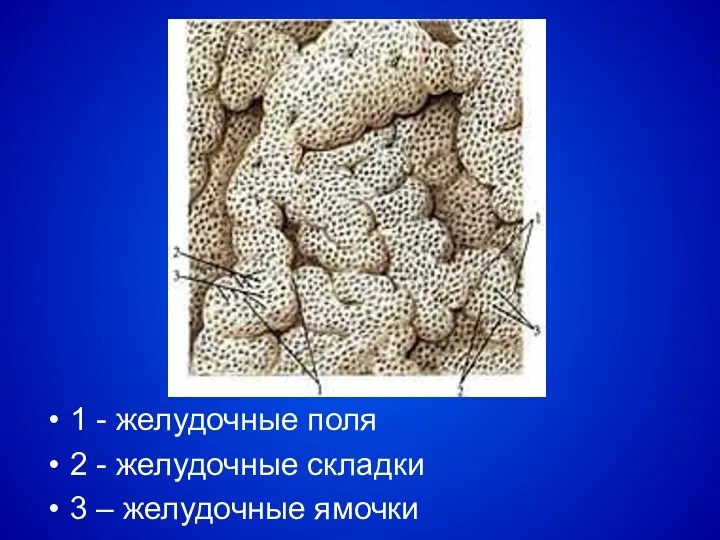 1 - желудочные поля 2 - желудочные складки 3 – желудочные ямочки