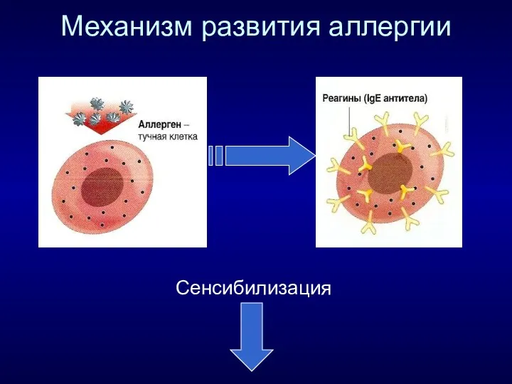 Механизм развития аллергии Сенсибилизация