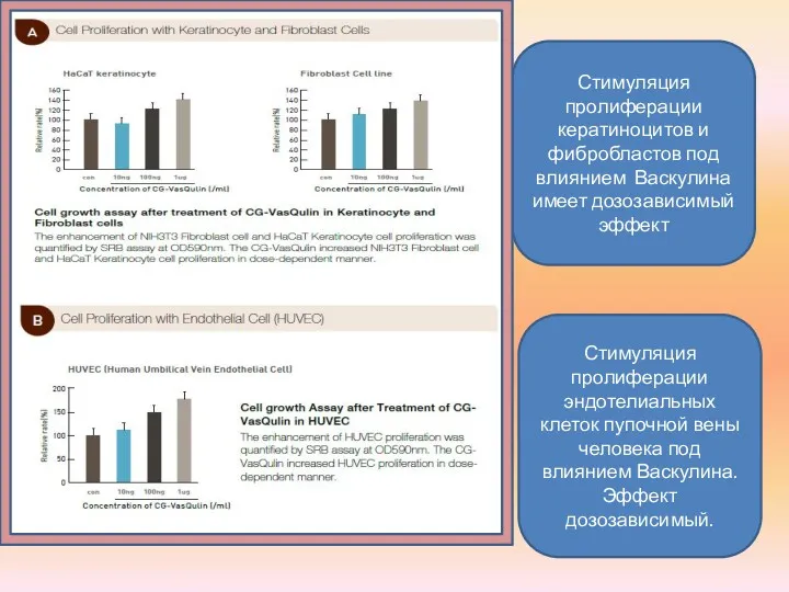 Стимуляция пролиферации кератиноцитов и фибробластов под влиянием Васкулина имеет дозозависимый эффект Стимуляция пролиферации