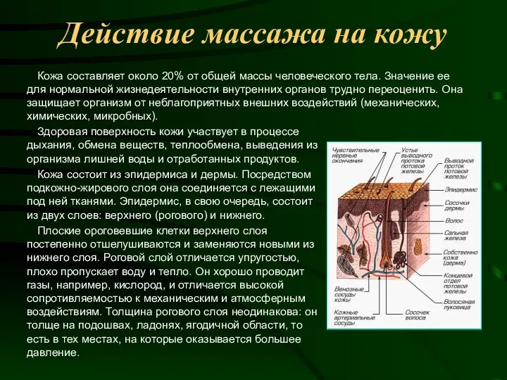 Действие массажа на кожу Кожа составляет около 20% от общей массы человеческого тела.