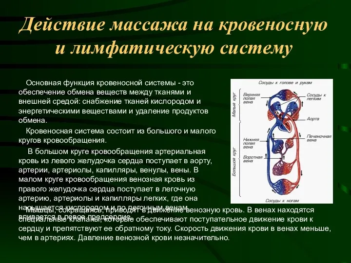 Действие массажа на кровеносную и лимфатическую систему Основная функция кровеносной