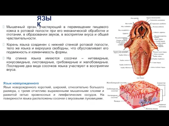 ЯЗЫК Мышечный орган, участвующий в перемещении пищевого комка в ротовой