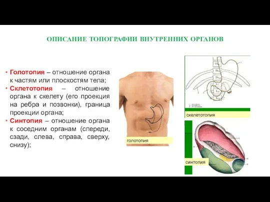 Голотопия – отношение органа к частям или плоскостям тела; Склетотопия