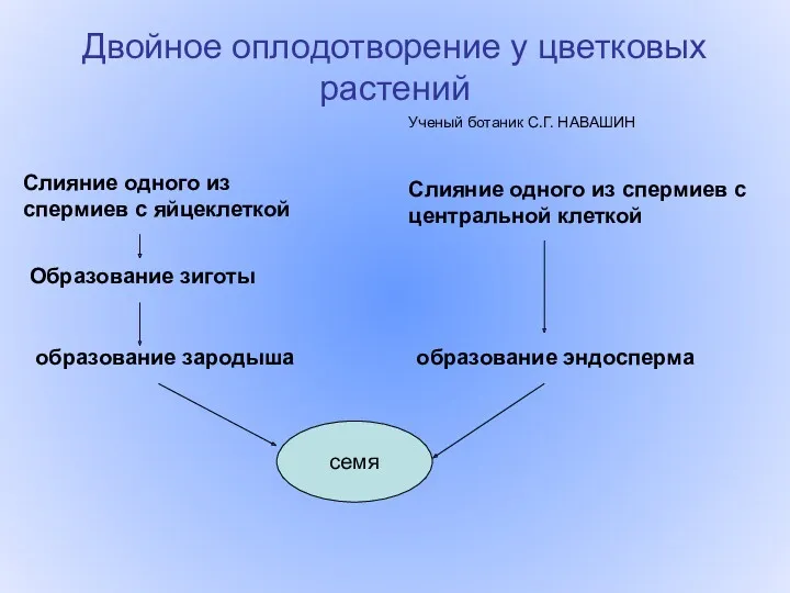 Двойное оплодотворение у цветковых растений Ученый ботаник С.Г. НАВАШИН Слияние