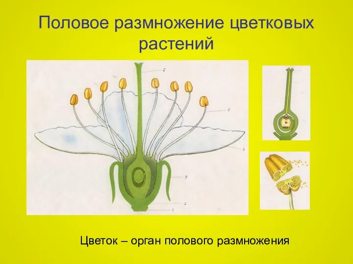 Половое размножение цветковых растений Цветок – орган полового размножения