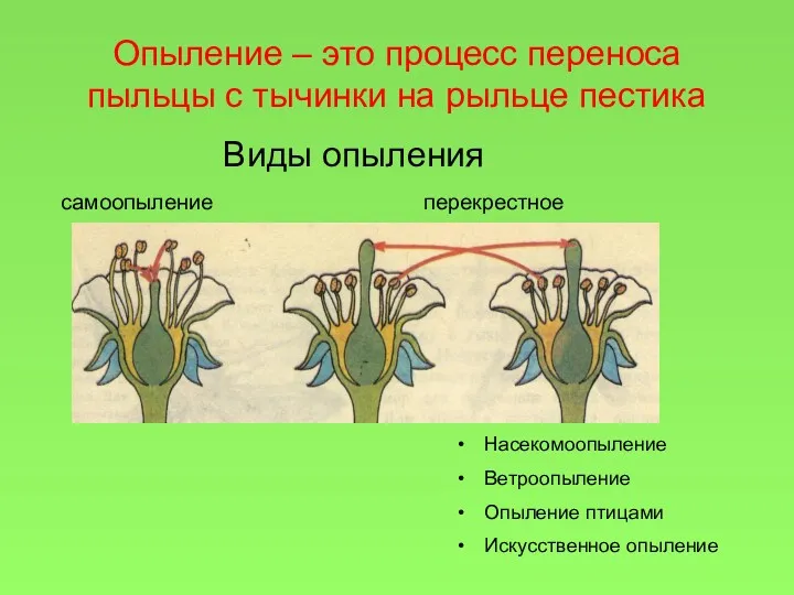 Опыление – это процесс переноса пыльцы с тычинки на рыльце