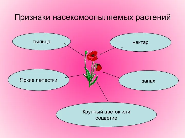 Признаки насекомоопыляемых растений обилие пыльцы наличие нектара Яркие лепестки запах