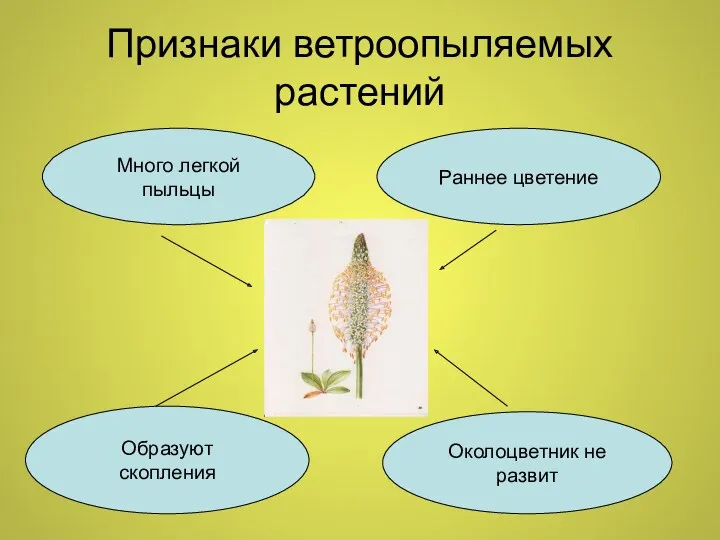 Признаки ветроопыляемых растений Много легкой пыльцы раннее цветение Образуют скопления