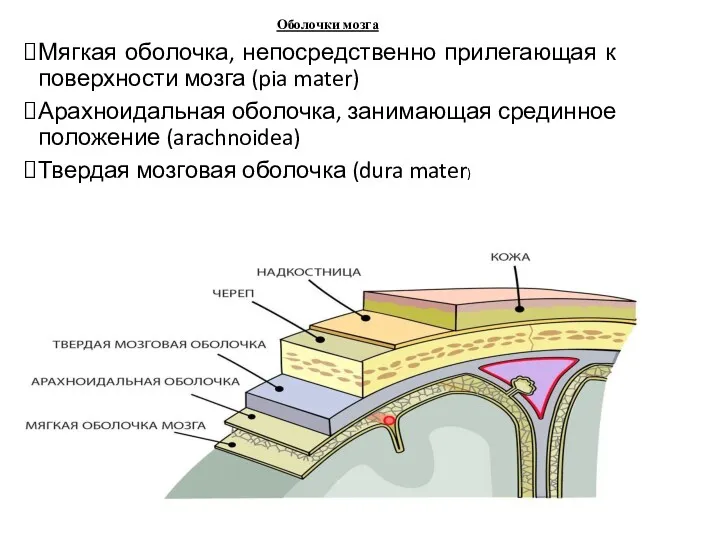 Оболочки мозга Мягкая оболочка, непосредственно прилегающая к поверхности мозга (pia