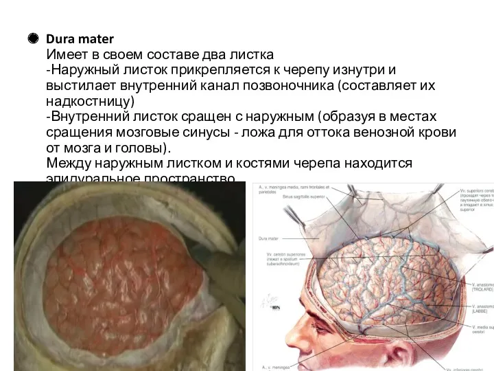 Dura mater Имеет в своем составе два листка -Наружный листок