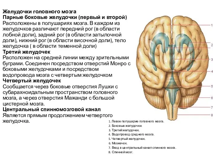 Желудочки головного мозга Парные боковые желудочки (первый и второй) Расположены