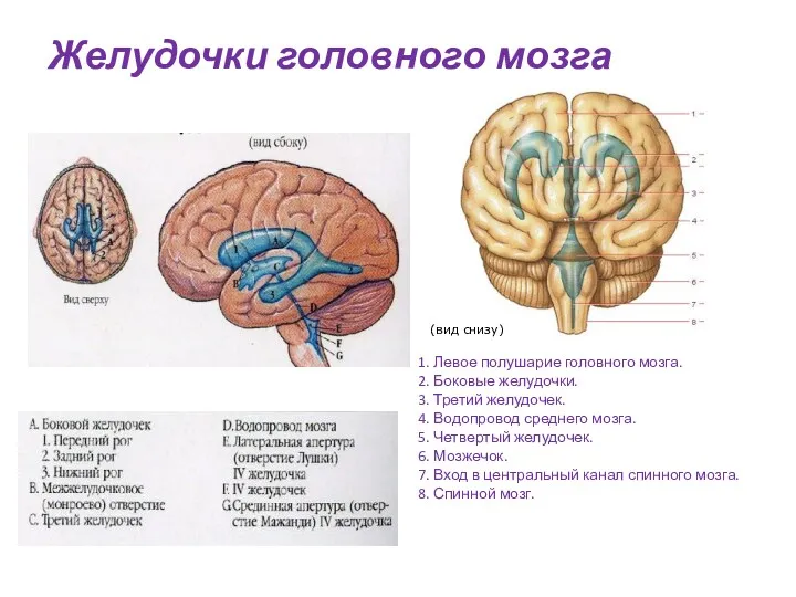 Желудочки головного мозга 1. Левое полушарие головного мозга. 2. Боковые