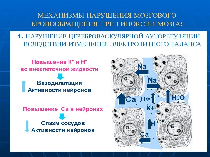 МЕХАНИЗМЫ НАРУШЕНИЯ МОЗГОВОГО КРОВООБРАЩЕНИЯ ПРИ ГИПОКСИИ МОЗГА: 1. НАРУШЕНИЕ ЦЕРЕБРОВАСКУЛЯРНОЙ