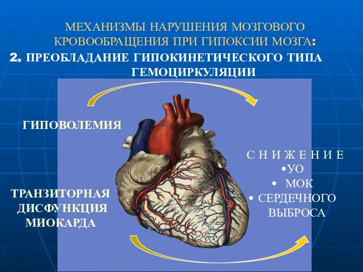 МЕХАНИЗМЫ НАРУШЕНИЯ МОЗГОВОГО КРОВООБРАЩЕНИЯ ПРИ ГИПОКСИИ МОЗГА: 2. ПРЕОБЛАДАНИЕ ГИПОКИНЕТИЧЕСКОГО