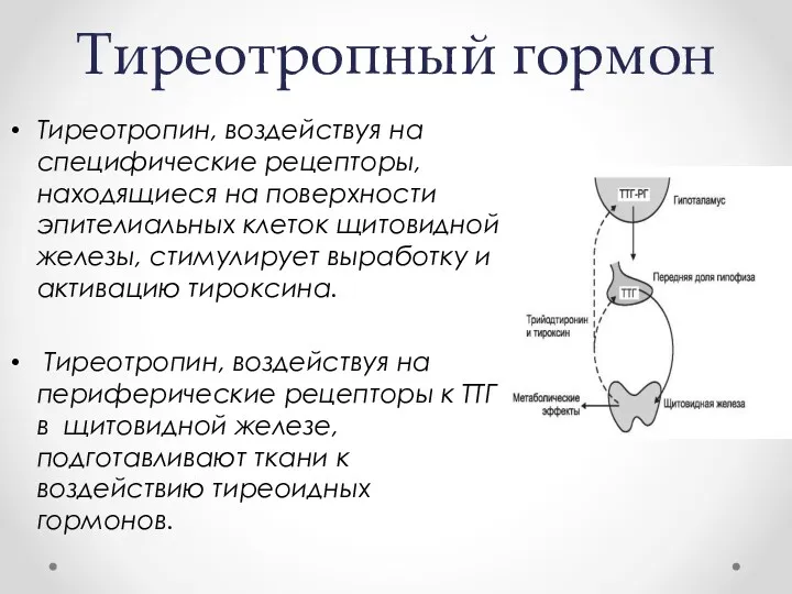 Тиреотропный гормон Тиреотропин, воздействуя на специфические рецепторы, находящиеся на поверхности эпителиальных клеток щитовидной