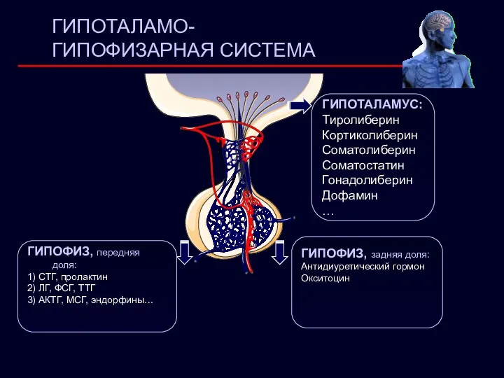 ГИПОТАЛАМО- ГИПОФИЗАРНАЯ СИСТЕМА ГИПОТАЛАМУС: Тиролиберин Кортиколиберин Соматолиберин Соматостатин Гонадолиберин Дофамин