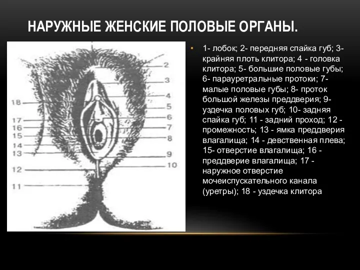 НАРУЖНЫЕ ЖЕНСКИЕ ПОЛОВЫЕ ОРГАНЫ. 1- лобок; 2- передняя спайка губ;