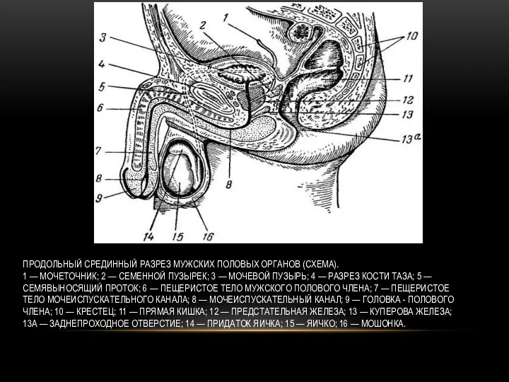 ПРОДОЛЬНЫЙ СРЕДИННЫЙ РАЗРЕЗ МУЖСКИХ ПОЛОВЫХ ОРГАНОВ (СХЕМА). 1 — МОЧЕТОЧНИК;