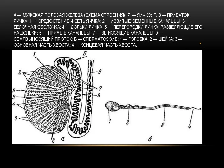 А — МУЖСКАЯ ПОЛОВАЯ ЖЕЛЕЗА (СХЕМА СТРОЕНИЯ): Я — ЯИЧКО;