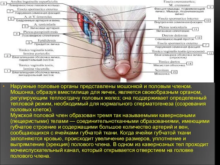 Наружные половые органы представлены мошонкой и половым членом. Мошонка, образуя