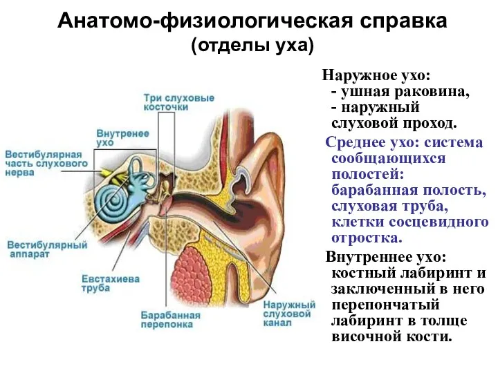 Анатомо-физиологическая справка (отделы уха) Наружное ухо: - ушная раковина, -