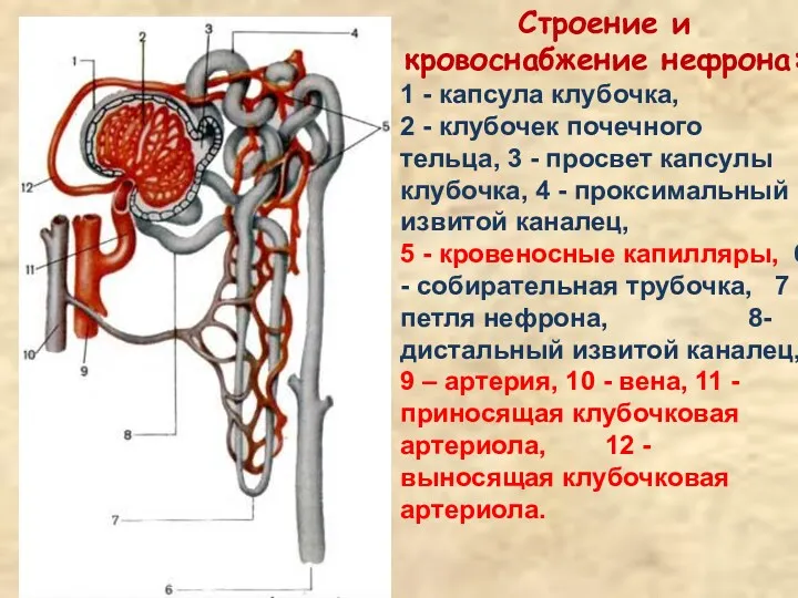 Строение и кровоснабжение нефрона: 1 - капсула клубочка, 2 - клубочек почечного тельца,