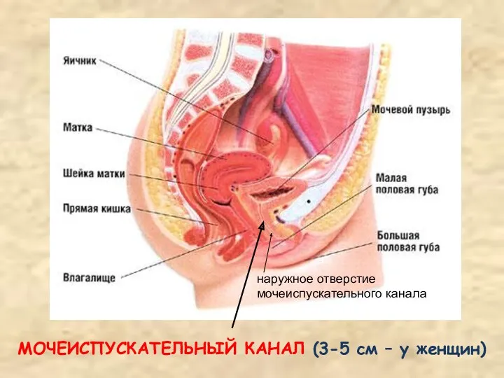 МОЧЕИСПУСКАТЕЛЬНЫЙ КАНАЛ (3-5 см – у женщин) наружное отверстие мочеиспускательного канала