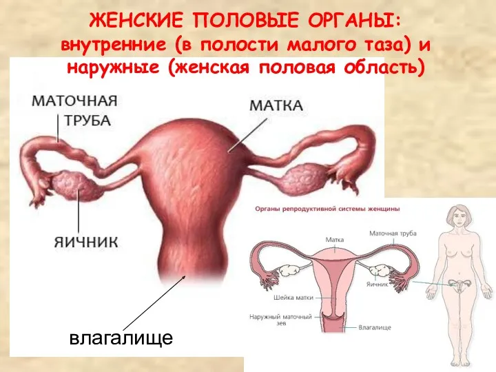 ЖЕНСКИЕ ПОЛОВЫЕ ОРГАНЫ: внутренние (в полости малого таза) и наружные (женская половая область) влагалище