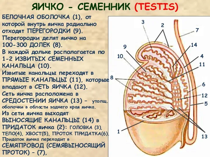 ЯИЧКО - СЕМЕННИК (TESTIS) БЕЛОЧНАЯ ОБОЛОЧКА (1), от которой внутрь яичка радиально отходят