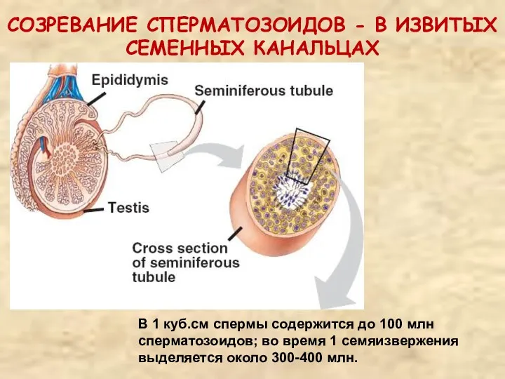 СОЗРЕВАНИЕ СПЕРМАТОЗОИДОВ - В ИЗВИТЫХ СЕМЕННЫХ КАНАЛЬЦАХ В 1 куб.см спермы содержится до