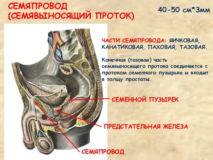 СЕМЯПРОВОД (СЕМЯВЫНОСЯЩИЙ ПРОТОК) ЧАСТИ СЕМЯПРОВОДА: ЯИЧКОВАЯ, КАНАТИКОВАЯ, ПАХОВАЯ, ТАЗОВАЯ. Конечная (тазовая) часть семявыносящего