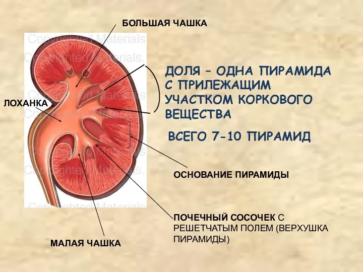 ВСЕГО 7-10 ПИРАМИД ДОЛЯ – ОДНА ПИРАМИДА С ПРИЛЕЖАЩИМ УЧАСТКОМ