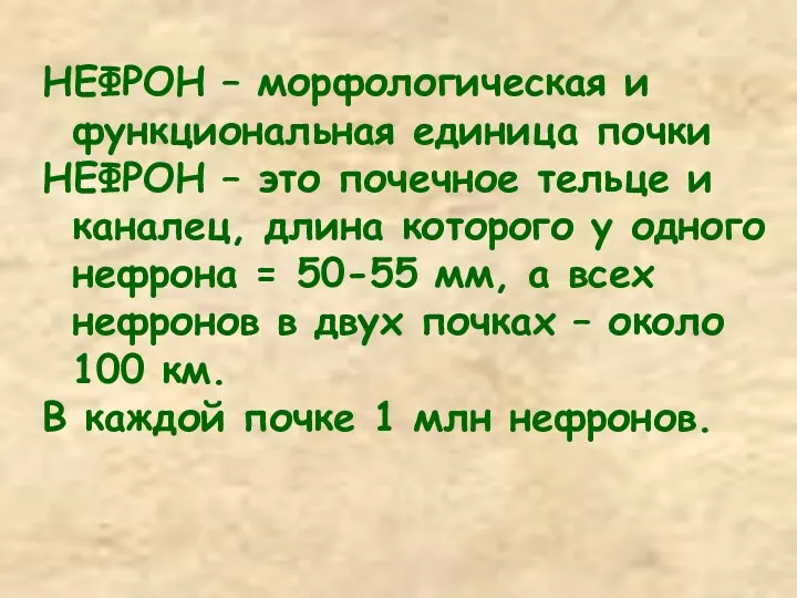 НЕФРОН – морфологическая и функциональная единица почки НЕФРОН – это почечное тельце и