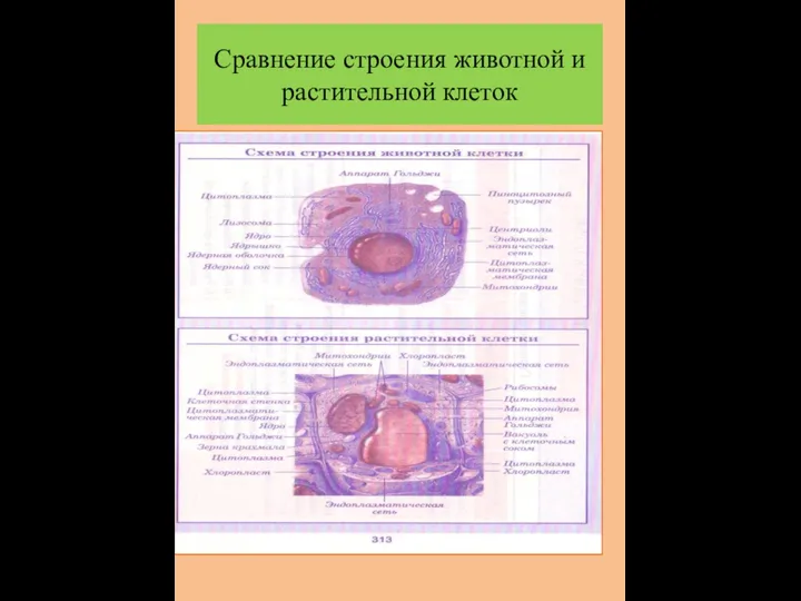 Сравнение строения животной и растительной клеток